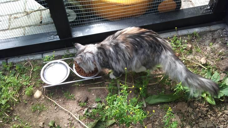 Norsk Skovkat Monique billede 5