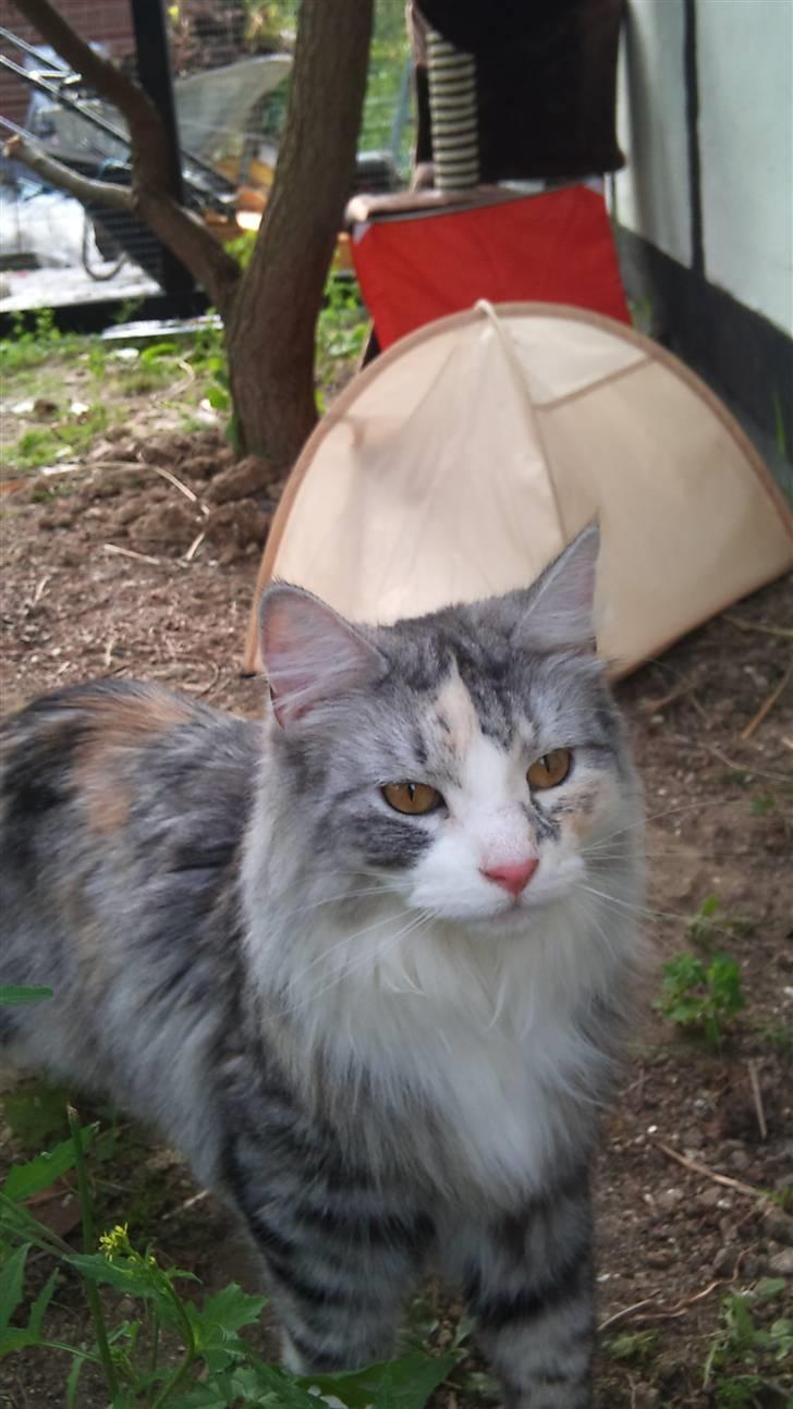 Norsk Skovkat Monique billede 6