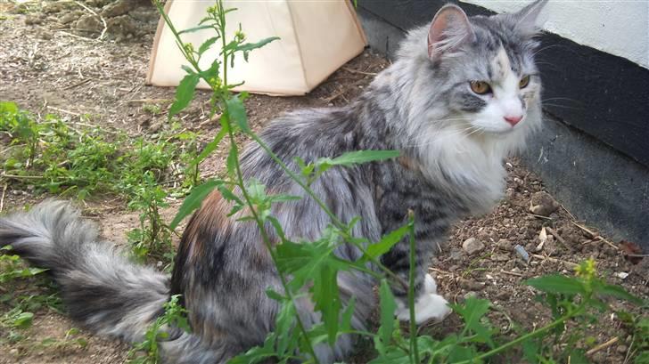 Norsk Skovkat Monique billede 7