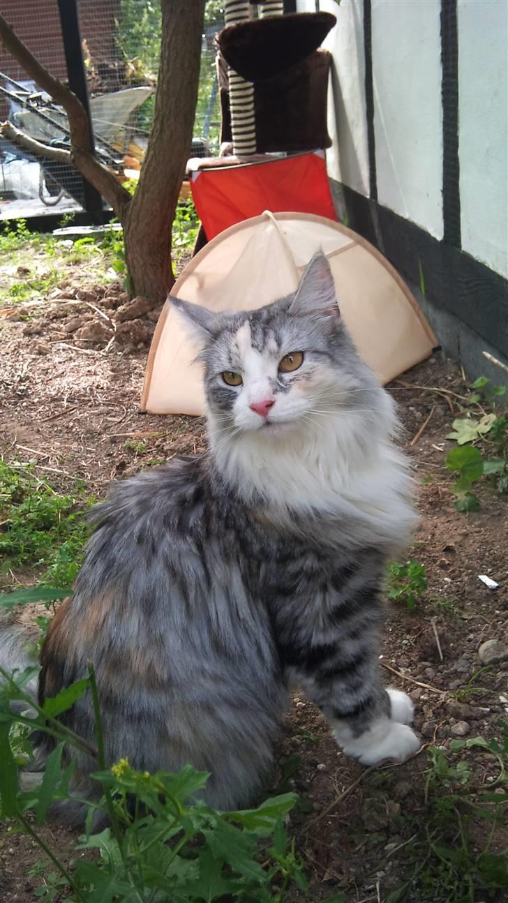 Norsk Skovkat Monique billede 8