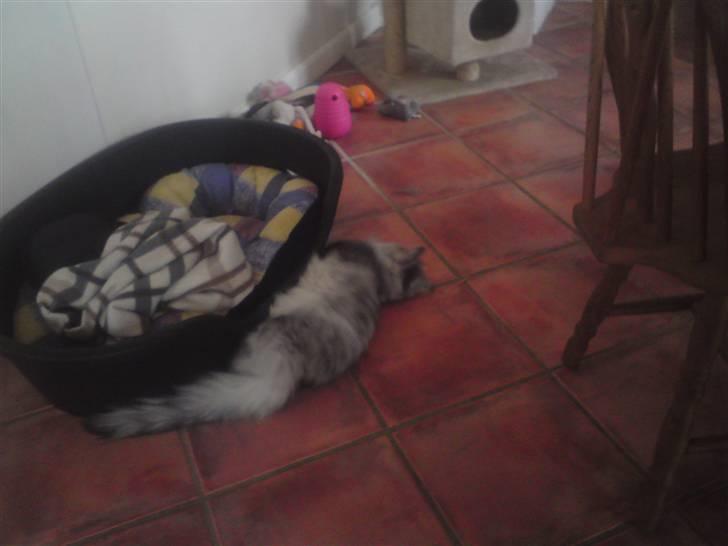 Norsk Skovkat Monique billede 9