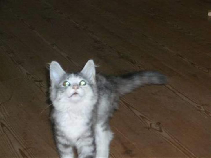 Norsk Skovkat Monique - Monique som lille :D billede 10