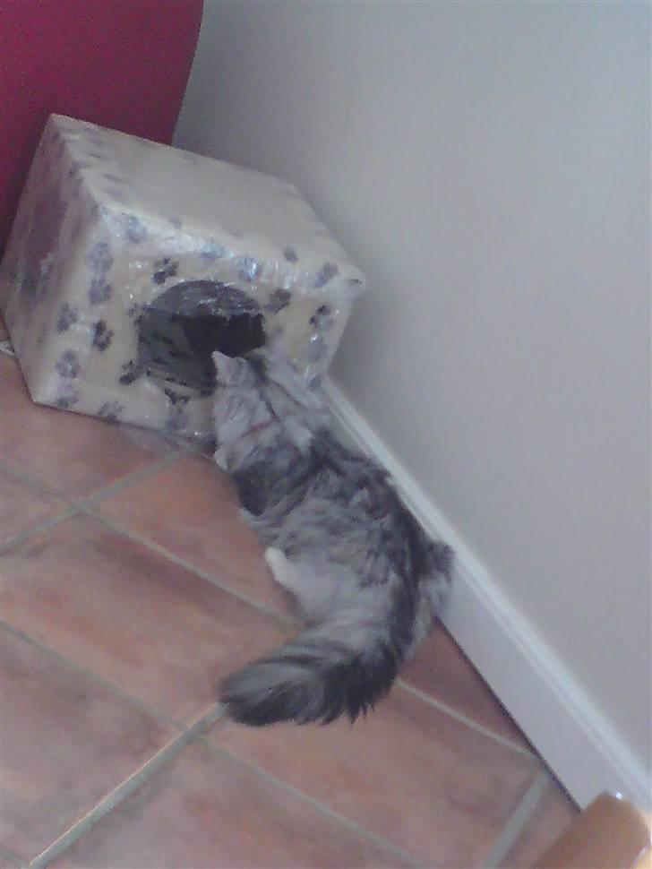 Norsk Skovkat Monique billede 11