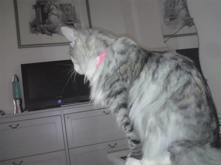 Norsk Skovkat Monique billede 12