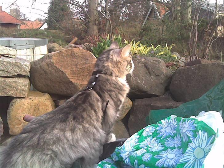 Norsk Skovkat Monique (Død) - Første gang hun var udenfor. billede 1