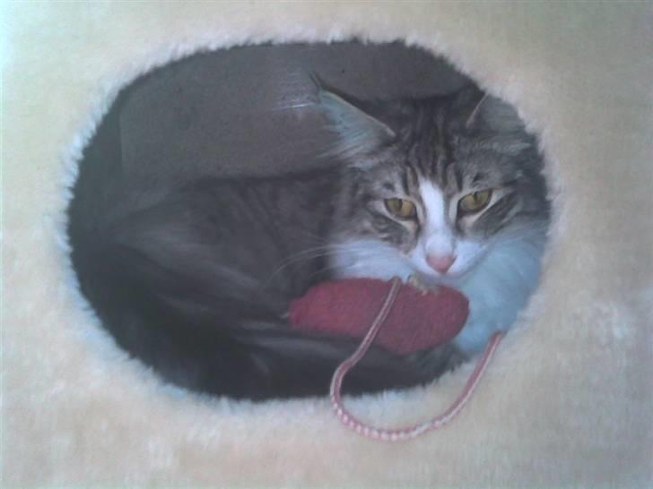 Norsk Skovkat Monique (Død) - Hendes bamse mus, som hun fik med da vi købte hende. billede 2