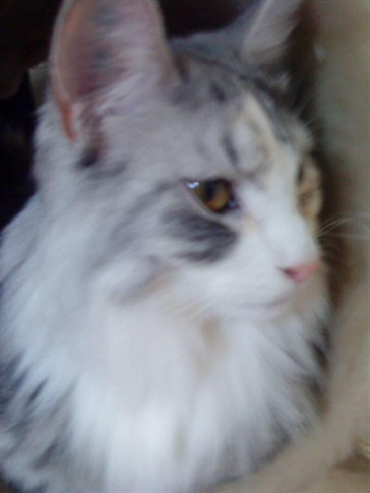 Norsk Skovkat Monique (Død) billede 3