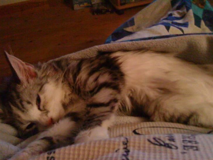 Norsk Skovkat Monique (Død) billede 4