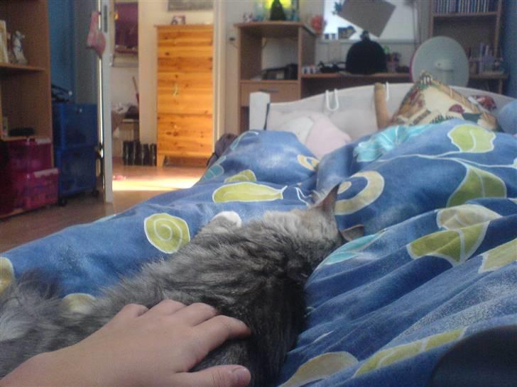 Norsk Skovkat Monique (Død) - hun sov hos mig på min fødselsdag. billede 5