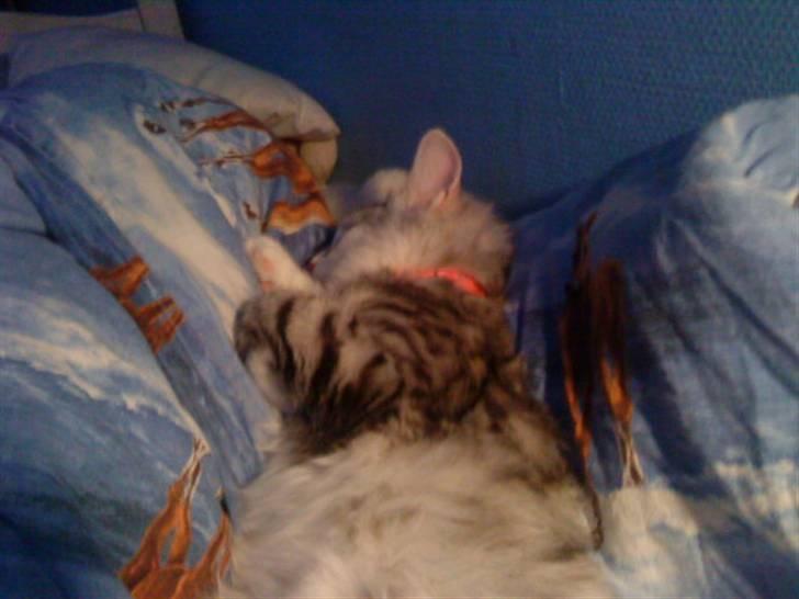 Norsk Skovkat Monique (Død) billede 6