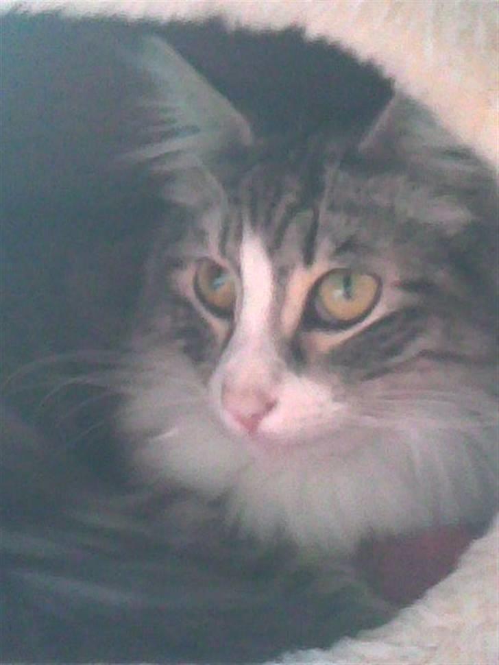 Norsk Skovkat Monique (Død) billede 7