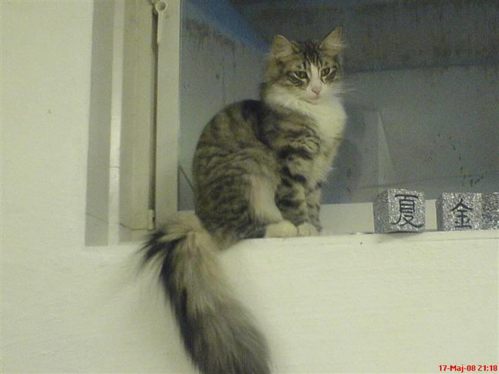 Norsk Skovkat Monique (Død) billede 8