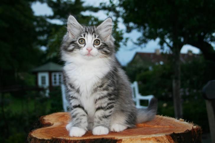 Norsk Skovkat Monique (Død) - Monique som killing. billede 10