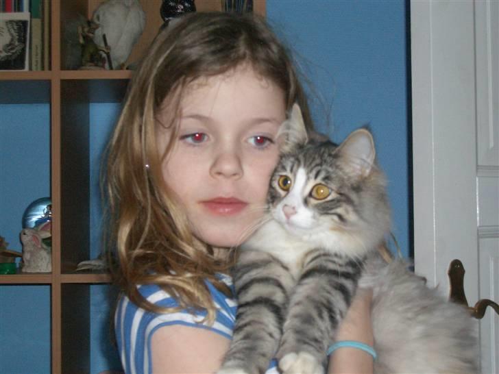 Norsk Skovkat Monique (Død) billede 12