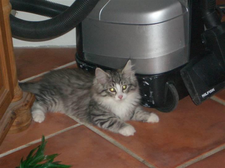 Norsk Skovkat Monique (Død) billede 13