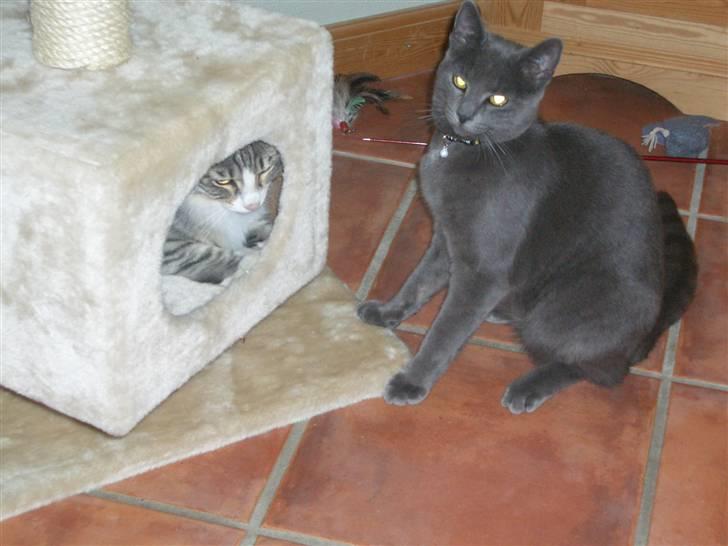 Norsk Skovkat Monique (Død) - Monique og hendes kæreste Basse :D billede 14