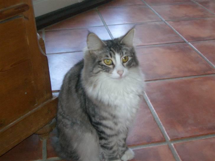 Norsk Skovkat Monique (Død) billede 15