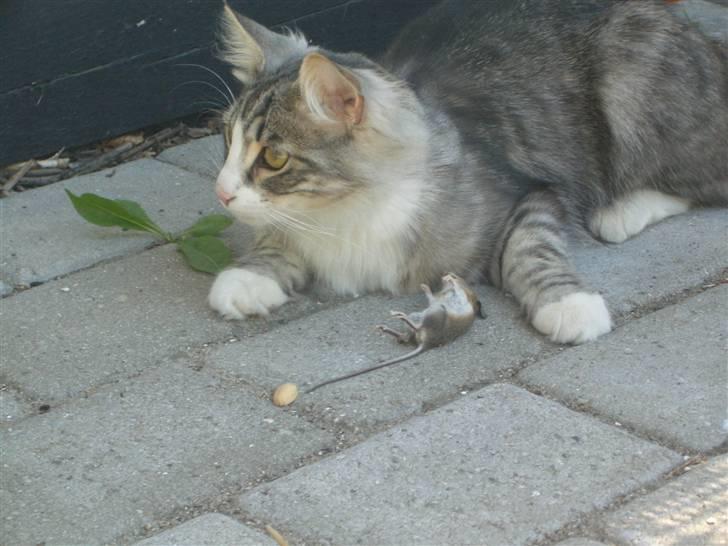 Norsk Skovkat Monique (Død) - Moniques første mus billede 16