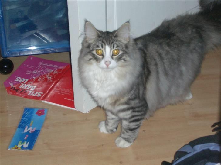 Norsk Skovkat Monique (Død) billede 17