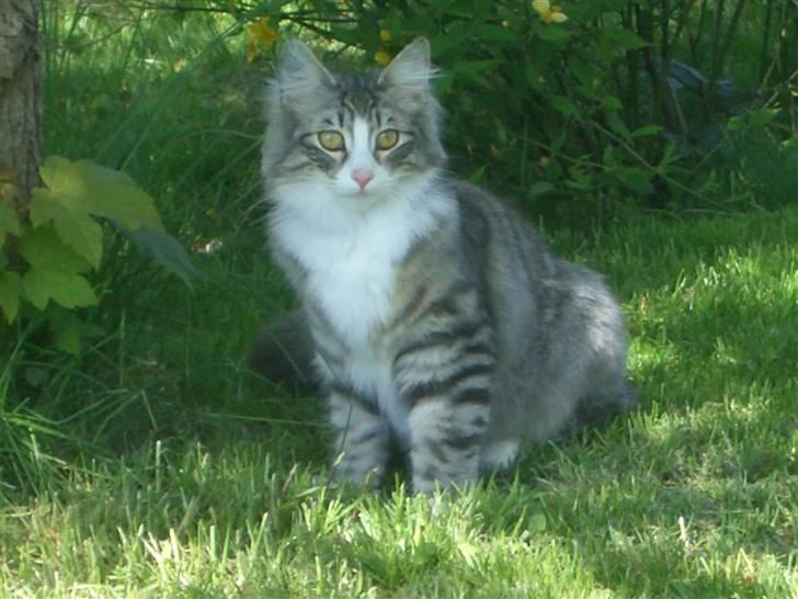Norsk Skovkat Monique (Død) billede 18