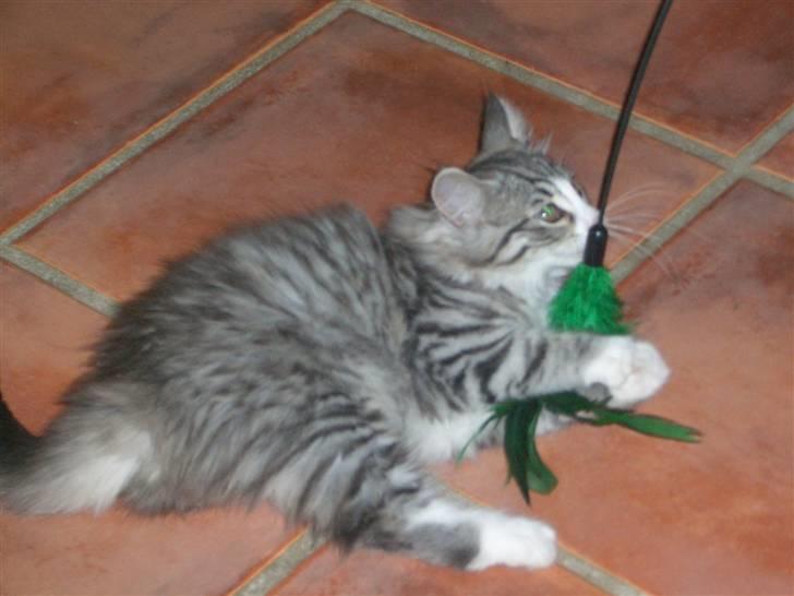 Norsk Skovkat Monique (Død) billede 19