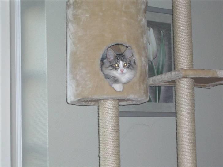 Norsk Skovkat Monique (Død) billede 20