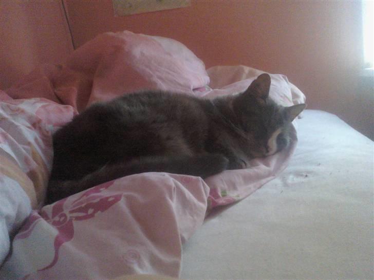 Huskat Frederik - velkommen til FREDE :D billede 1