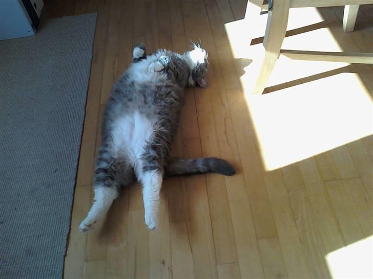 Huskat Frederik - frede sover på ryggen :D billede 3