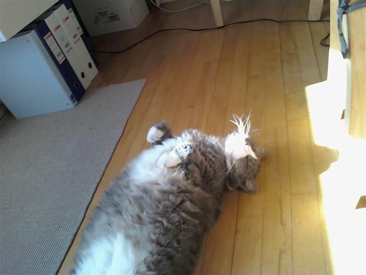 Huskat Frederik - hygge billede 4