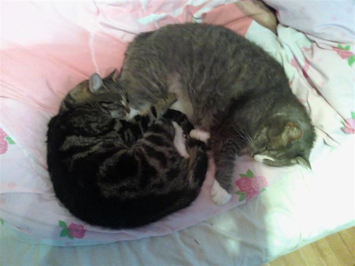 Huskat Tiger billede 2