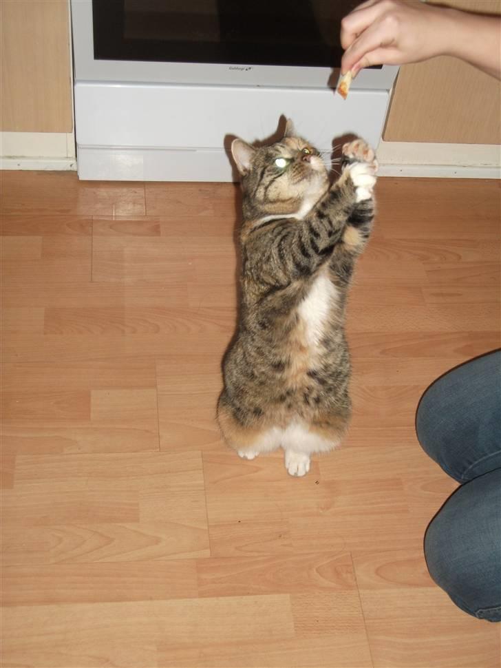 Blanding af racer Bøllemis Aka Daisy billede 14