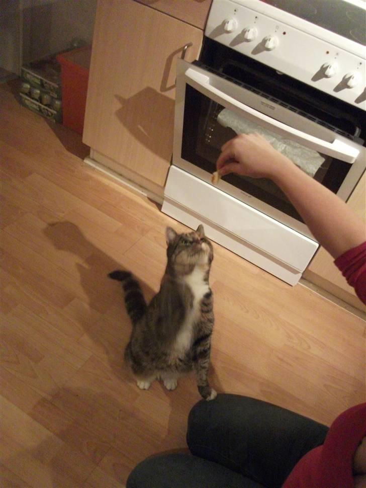 Blanding af racer Bøllemis Aka Daisy billede 15