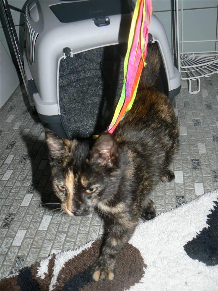 Huskat Trixie - Første dag hos mig billede 4