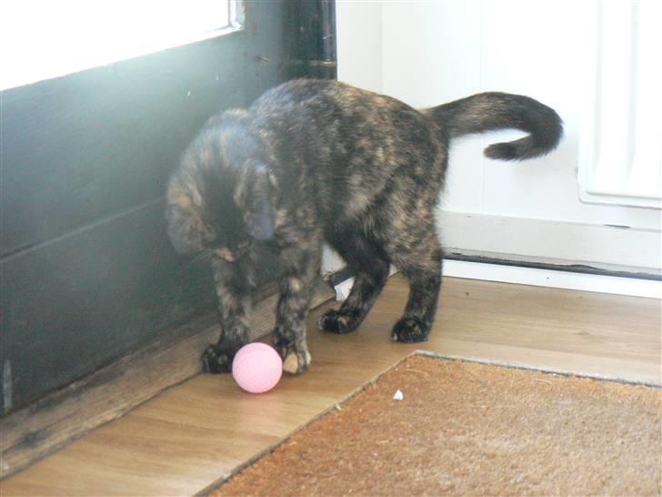 Huskat Trixie - Anden dag, og god leg med bold.. billede 5