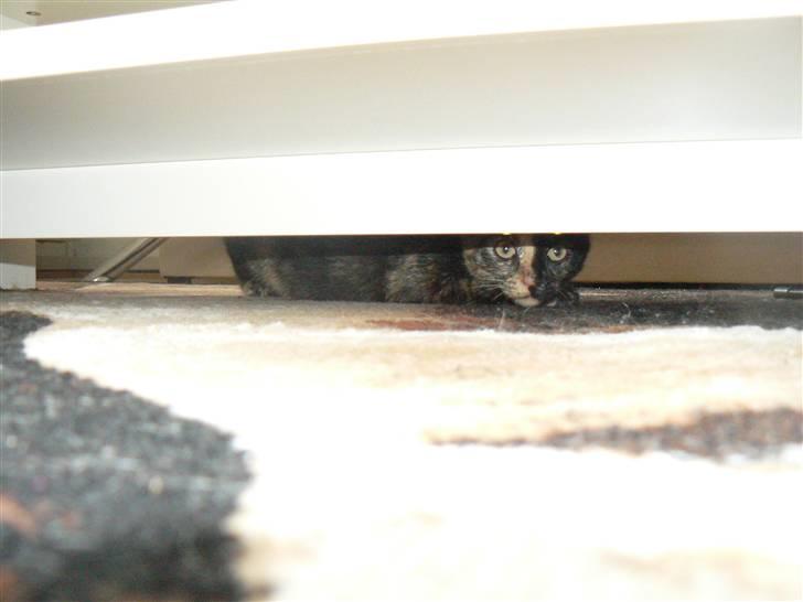 Huskat Trixie - Så bliver lejligheden og hendes nye hjem undersøgt alle steder, under sofa bag radiatorer mv. billede 6