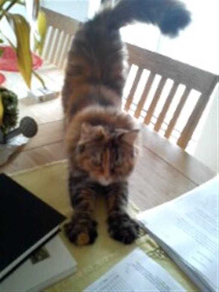 Maine Coon Muddi billede 3