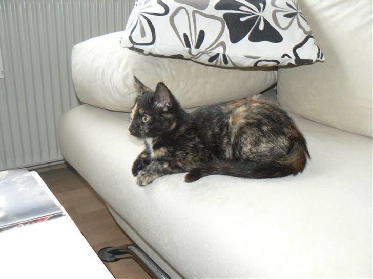 Huskat Trixie - Her fandt hun lige en hyggelig plads i sofaen med godt udsyn til fjernsynet. hehe billede 7