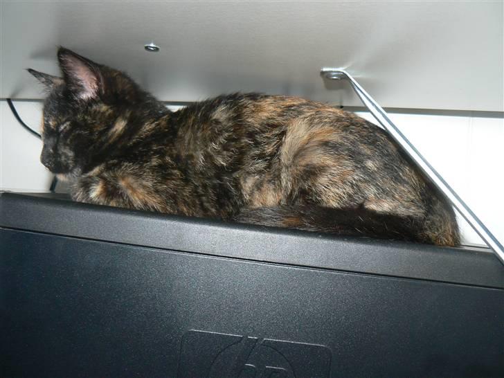 Huskat Trixie - Og her var en hyggelig plads på computertårnet under bordet.. ;) billede 8