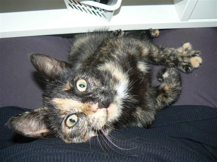 Huskat Trixie - 3. dag, og hygge foran computeren.. Se mig mor, jeg vil have din opmærksomhed. hehe billede 9