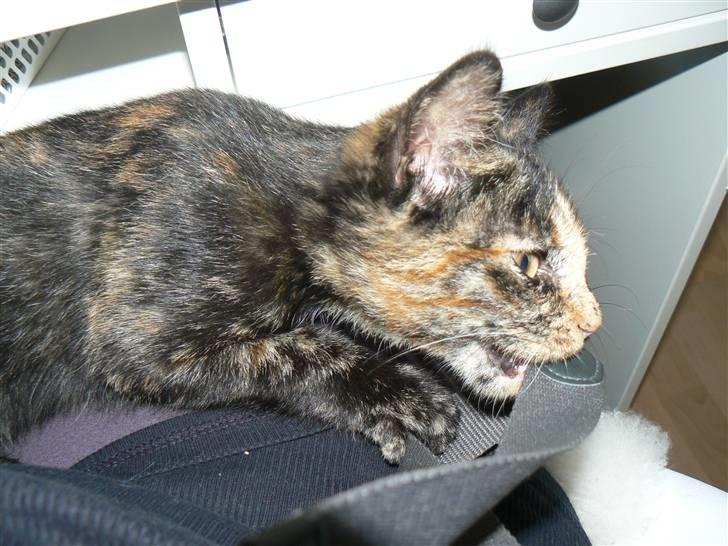 Huskat Trixie - Skal jeg hjælpe dig med at tage de der billeder?? billede 10