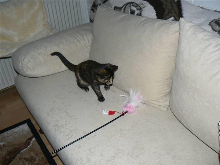 Huskat Trixie - Leg i sofaen.. billede 11