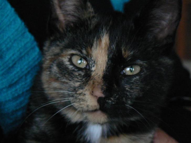 Huskat Trixie - Min smukke smukke Trixie pige.. billede 12