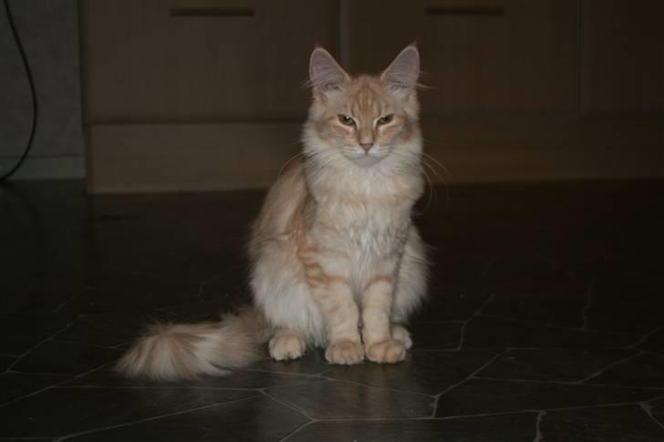 Maine Coon Pink Panther billede 13