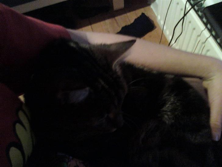 Huskat Tiger billede 4