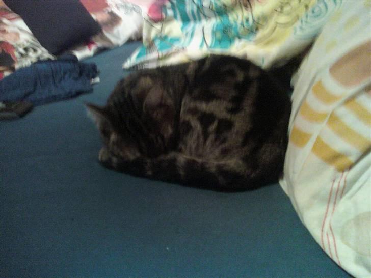 Huskat Tiger billede 5