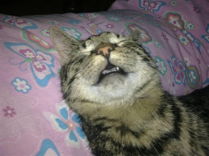 Huskat Tom katten billede 1