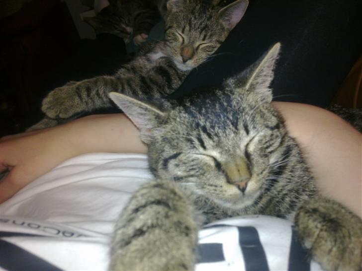 Huskat Tom katten - Hyggefis :) billede 2