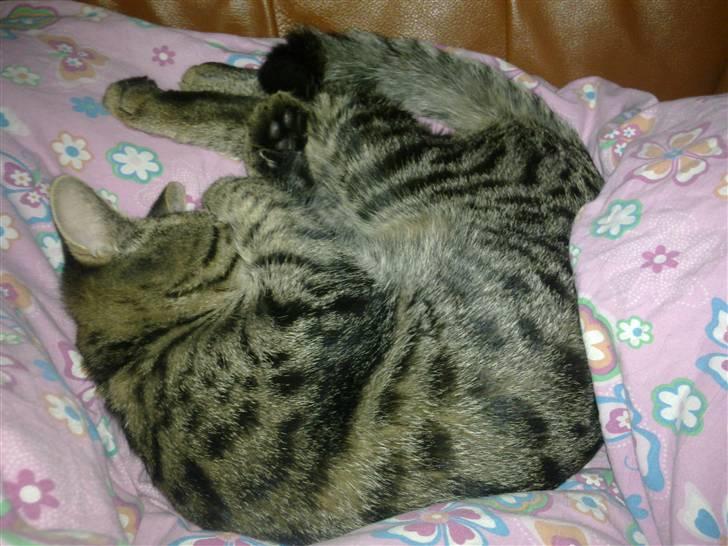 Huskat Tom katten billede 3