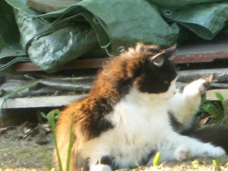 Norsk Skovkat Mads(Død) - Det er dejligt når det er sommer :D billede 1
