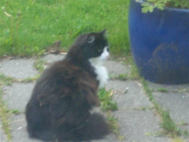 Norsk Skovkat Mads(Død) billede 2